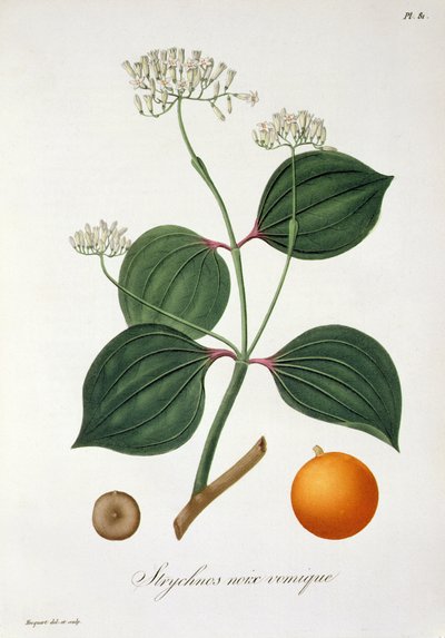 Strychnos nux vomica Joseph Roquesin (1772-1850) teoksesta Phytographie Medicale, julkaistu vuonna 1821 tekijältä L.F.J. Hoquart