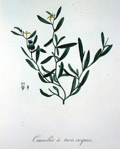 Tatlong Shell Camelia mula sa 