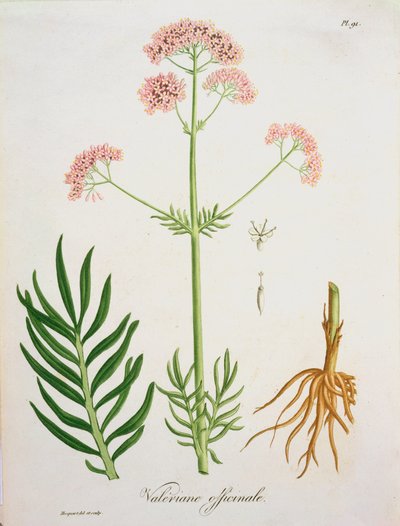 Valerian Joseph Roquesin (1772-1850) Phytographie Medicalesta, julkaistu vuonna 1821 tekijältä L.F.J. Hoquart