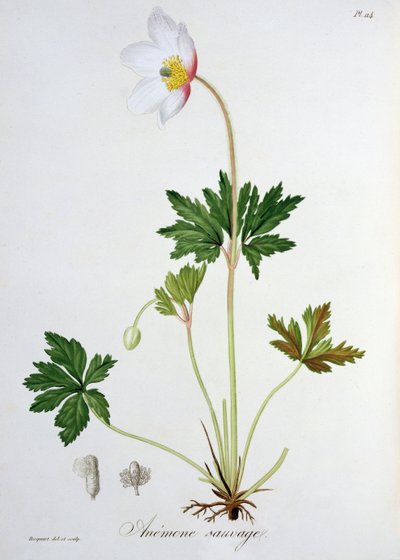 Wood Anemone Joseph Roquesin (1772-1850) "Phytographie Medicalesta", julkaistu vuonna 1821 tekijältä L.F.J. Hoquart