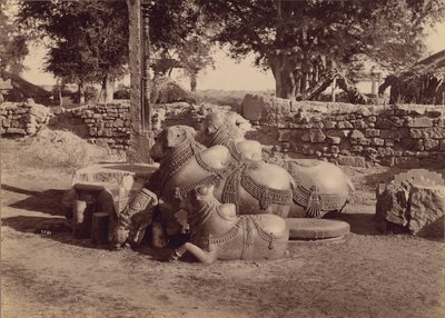 Härät tai nadiat koristeveistoksin koristeltuina Sivukuva, Warangal, Hyderabad, Dekaani tekijältä Lala Deen Dayal