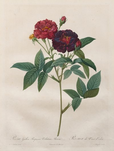 Ruusut: Rosa Gallica Purpurea Velutina Parva, 1817-1824. tekijältä Langlois