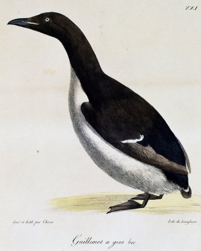 Brunnichin Guillemot, Picturesque Voyage Around the World tekijältä Langlume Langlume