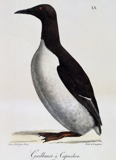 Common Guillemot (Uria aalge), maalauksellisesta matkasta maailman ympäri tekijältä Langlume Langlume