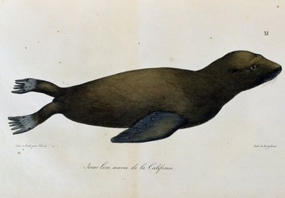Nuori merileijona, Kalifornia, Scenic Voyage Around the World -matkasta tekijältä Langlume Langlume