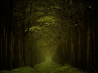 Pimeän metsän polku tekijältä Lars van de Goor †