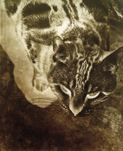 Katze (Negativ-Abzug) tekijältä Laszlo Moholy Nagy