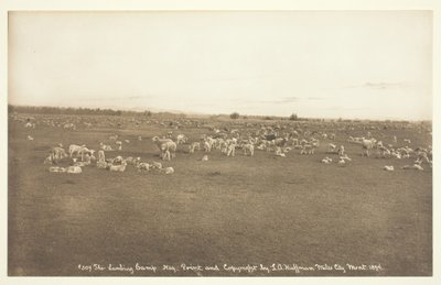 Lambing Camp, 1894. tekijältä Laton Alton Huffman