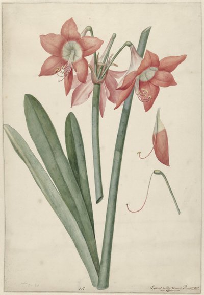 Amaryllis Haoorthia Margaritiferas tekijältä Laurens Jacobsz. van der Vinne