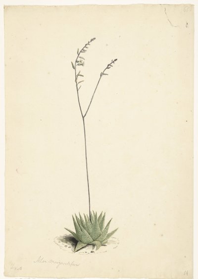 Kukkiva aloe tekijältä Laurens Vincentsz. van der Vinne