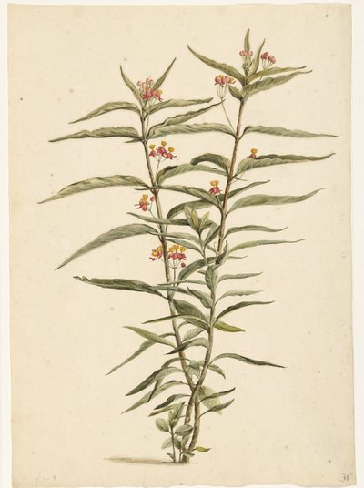 Kukkiva mäkikuisma (Asclepias curassavica) tekijältä Laurens Vincentsz. van der Vinne