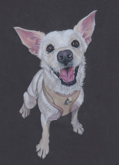 Fluffy , 2025 (värikynä sävytetylle paperille) tekijältä Laurie Michaels