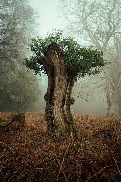 Muinainen Bonsai, 2025 (kuva) tekijältä Lee Cooper