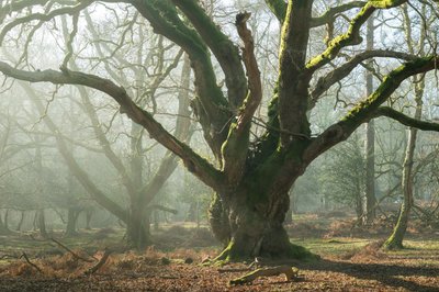 Ancient Brothers, 2025 (kuva) tekijältä Lee Cooper