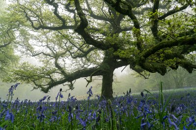 Ancient Greens, 2025 (kuva) tekijältä Lee Cooper