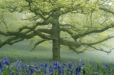 Ancient Greens 2, 2025 (kuva) tekijältä Lee Cooper