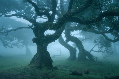 Muinaisjärjestö, 2025 (kuva) tekijältä Lee Cooper