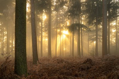 Ashes of Mist, 2023 (kuva) tekijältä Lee Cooper