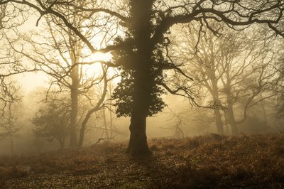 Syksyinen aamu, 2025 (kuva) tekijältä Lee Cooper