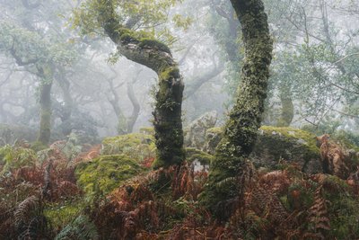 Herääminen, 2024 (kuva) tekijältä Lee Cooper