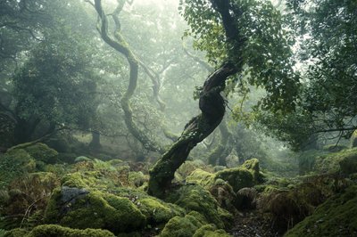 Awakening II, 2024 (kuva) tekijältä Lee Cooper