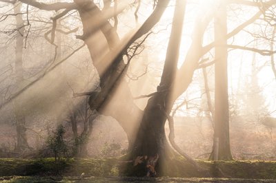 Beautiful Beams, 2025 (kuva) tekijältä Lee Cooper