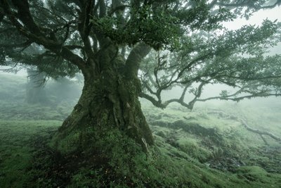 Bohemoth, 2025 (kuva) tekijältä Lee Cooper