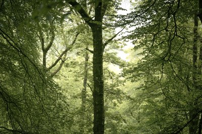 Branchline, 2024 (kuva) tekijältä Lee Cooper