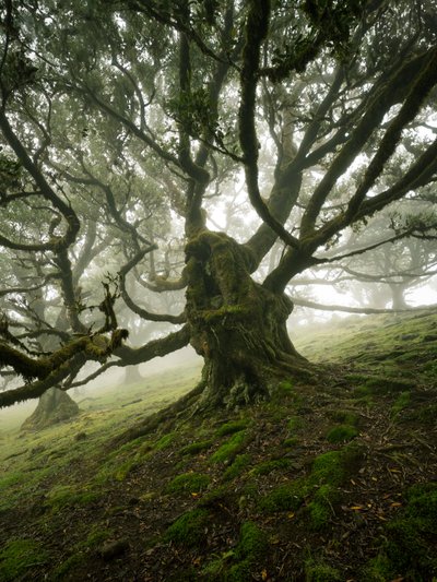 Canopy II, 2025 (kuva) tekijältä Lee Cooper
