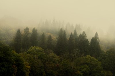 Pilvimetsä, 2024 (kuva) tekijältä Lee Cooper