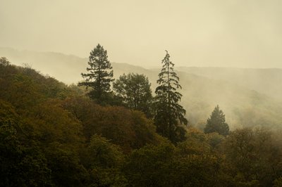 Cloud Forest III, 2024 (kuva) tekijältä Lee Cooper