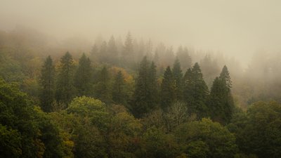 Cloud Forest II, 2024 (kuva) tekijältä Lee Cooper