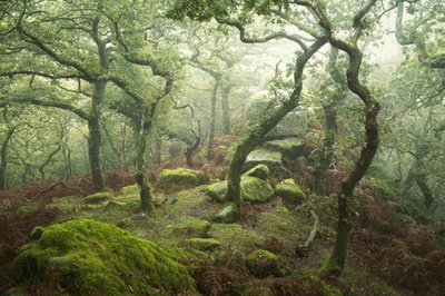 Dewerstone, 2024 (kuva) tekijältä Lee Cooper