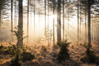 Emberwood, 2023 (kuva) tekijältä Lee Cooper