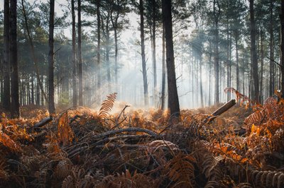 Fern  Fog, 2024 (kuva) tekijältä Lee Cooper