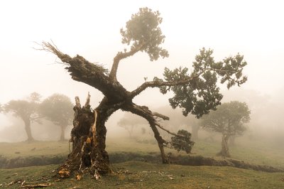Fogborn, 2023 (kuva) tekijältä Lee Cooper