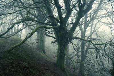 Metsähämähäkki, 2024 (kuva) tekijältä Lee Cooper