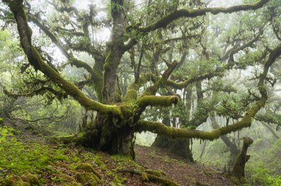 Forgotten Land III, 2025 (kuva) tekijältä Lee Cooper