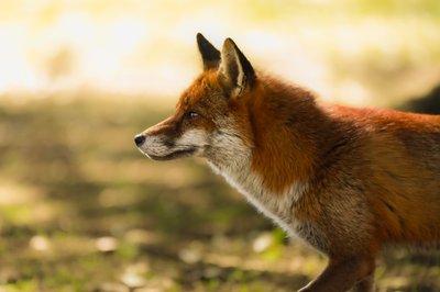 Haarukka, 2021 (kuva) tekijältä Lee Cooper