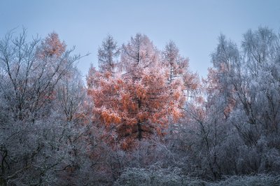 Fox, 2022 (kuva) tekijältä Lee Cooper