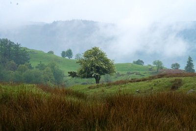 Golden Gateway, 2024 (kuva) tekijältä Lee Cooper