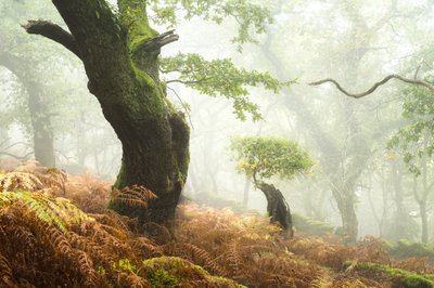 Hollowborn, 2024 (kuva) tekijältä Lee Cooper