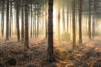 Mirkwood, 2025 (kuva) tekijältä Lee Cooper