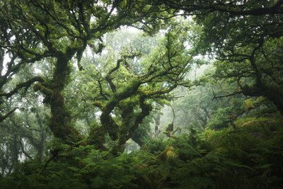 Nocturne Grove, 2020 (kuva) tekijältä Lee Cooper