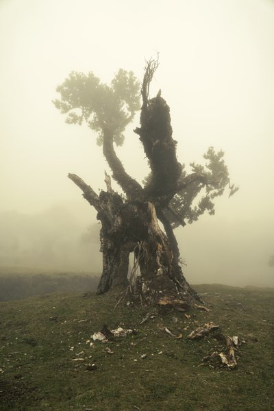 Rootrise, 2023 (kuva) tekijältä Lee Cooper