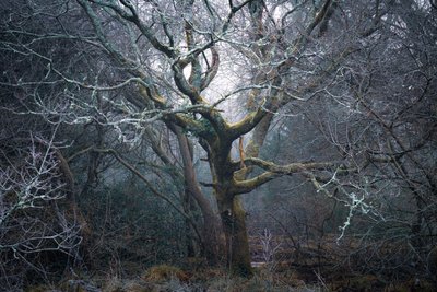 Roots of Time, 2022 (kuva) tekijältä Lee Cooper