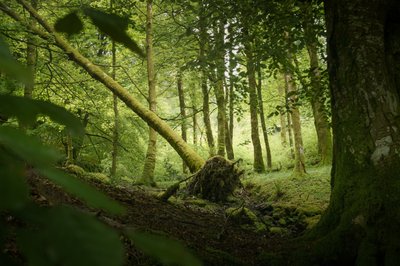 Sentinel Tree, 2024 (kuva) tekijältä Lee Cooper