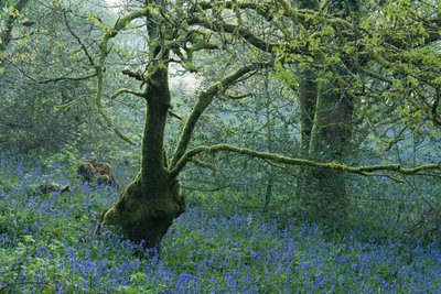 Solo Kew Gardens, 2025 (kuva) tekijältä Lee Cooper