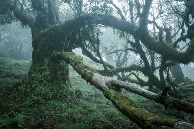 Stripped, 2025 (kuva) tekijältä Lee Cooper