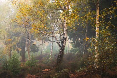 Madeiran tarinoita, 2024 (kuva) tekijältä Lee Cooper